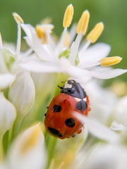 Coccinella septempunctata