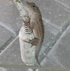 Anolis sagrei