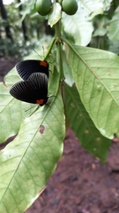 Hades noctula