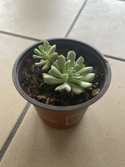 Echeveria runyonii