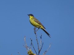 Motacilla flava thunbergi