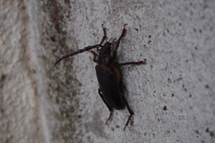 Prionus insularis