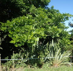 Haloragis erecta erecta