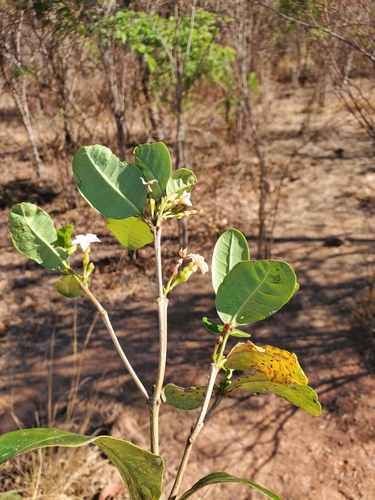 Mascarenhasia arborescens image