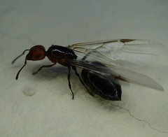 Crematogaster scutellaris
