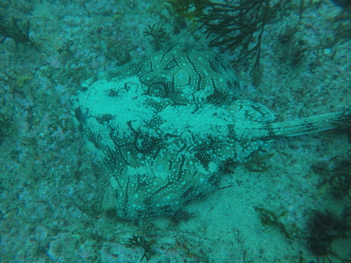 Undulate ray (Raja undulata) — Rajidae — 2