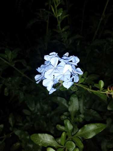 Plumbago auriculata image