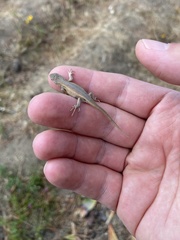 Sceloporus subniger