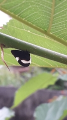 Membracis interrupta