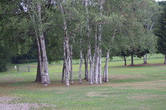 Betula platyphylla