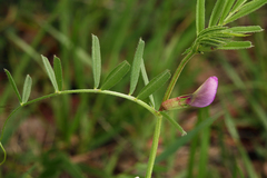 Vicia sativa nigra