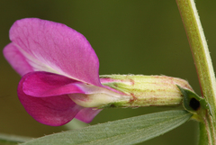 Vicia sativa nigra