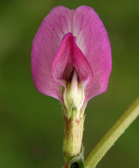 Vicia sativa nigra