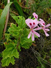 Pelargonium greytonense