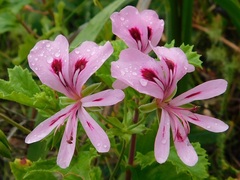 Pelargonium greytonense