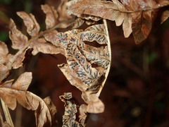 Cryptomycina pteridis