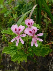 Pelargonium greytonense