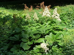 Rodgersia aesculifolia