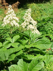Rodgersia aesculifolia