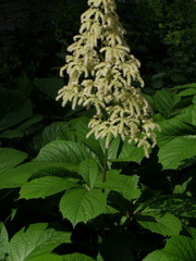 Rodgersia aesculifolia