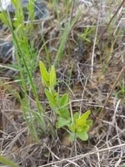 Spigelia alabamensis