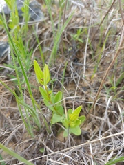 Spigelia alabamensis