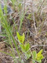 Spigelia alabamensis