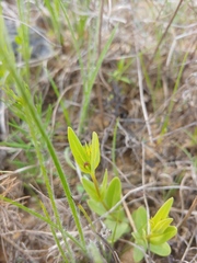Spigelia alabamensis