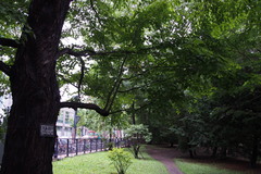 Cercidiphyllum japonicum