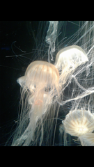 Chrysaora pacifica