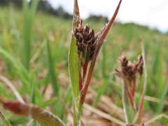 Luzula macrantha
