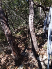 Cryptostylis hunteriana