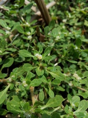 Alternanthera paronychioides