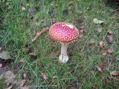 Amanita muscaria muscaria