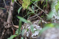 Eutropis lankae
