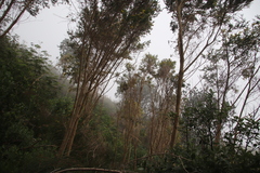 Aspalathus macrantha