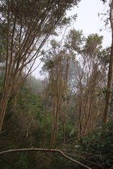 Aspalathus macrantha