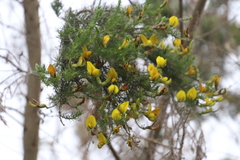 Aspalathus macrantha