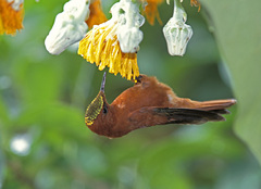 Dendroseris litoralis