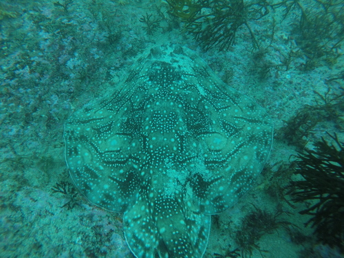 Photo of Undulate Ray (Raja undulata)