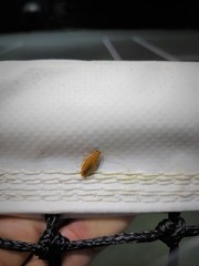 Chorisoneura texensis