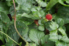 Potentilla hebiichigo