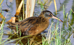 Virginia Rail photo 2