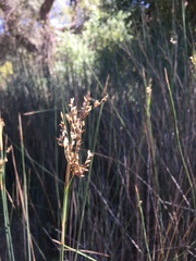 Juncus textilis