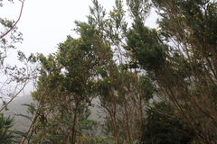 Aspalathus macrantha