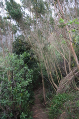 Aspalathus macrantha