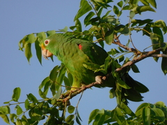 Amazona ochrocephala