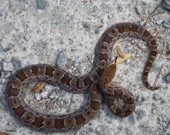 Stenorrhina degenhardtii