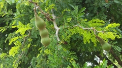 Ebenopsis caesalpinioides