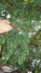 Ebenopsis caesalpinioides